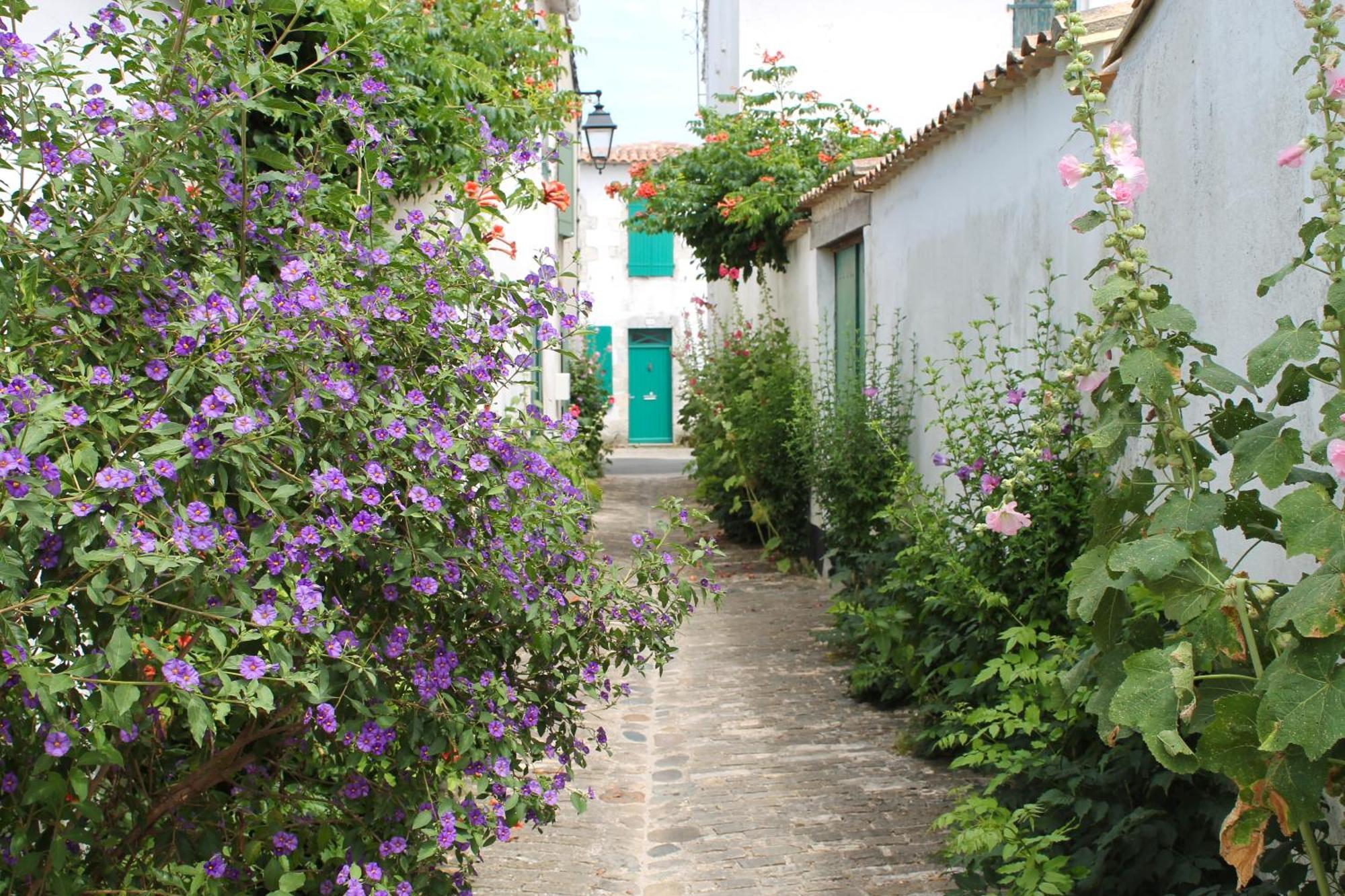 Le Clos Des Vieux Moulins La Flotte Luaran gambar